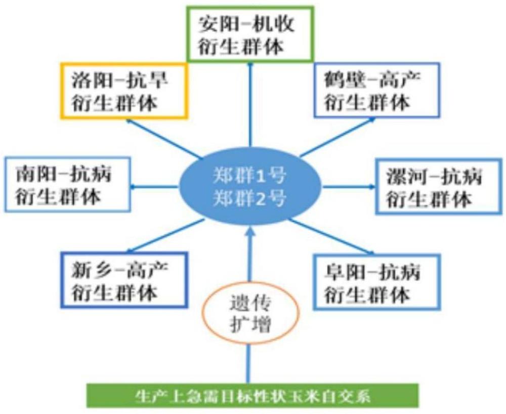 一种玉米育种群体循环改良方法及其应用