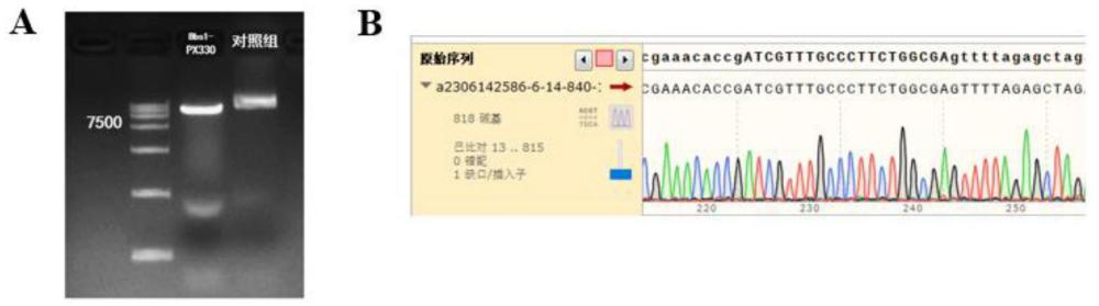 一种用于精准编辑牛Oct4的sgRNA及其应用