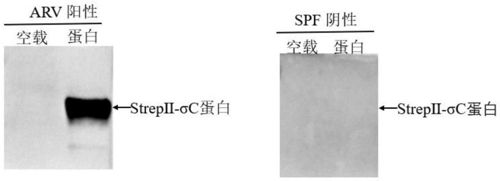 一种检测禽呼肠孤病毒抗体的间接ELISA方法及其专用试剂盒