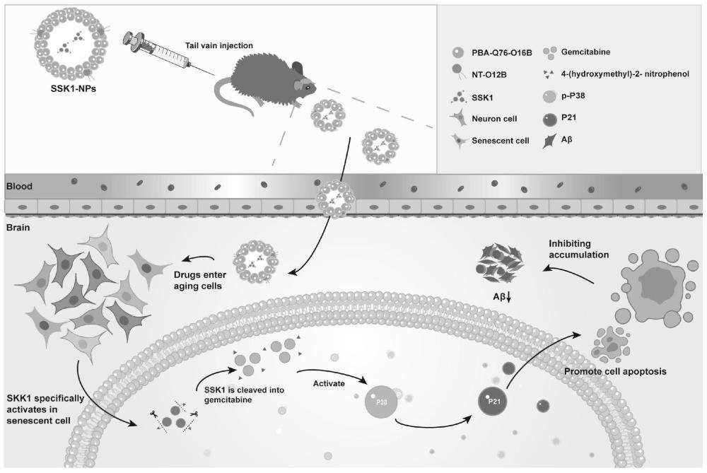 负载SSK1的神经递质衍生纳米载体及其应用的制作方法