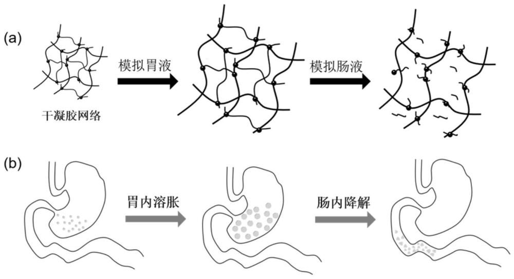 一种程序化降解的多孔超吸水水凝胶、其制备方法及减重应用