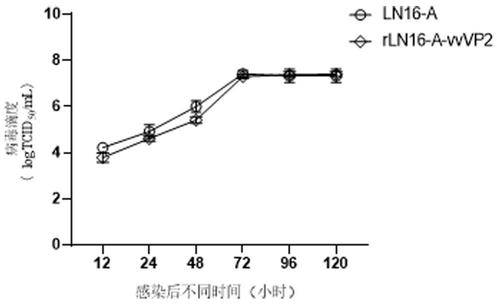 B亚型禽偏肺病毒反向遗传操作系统及其应用