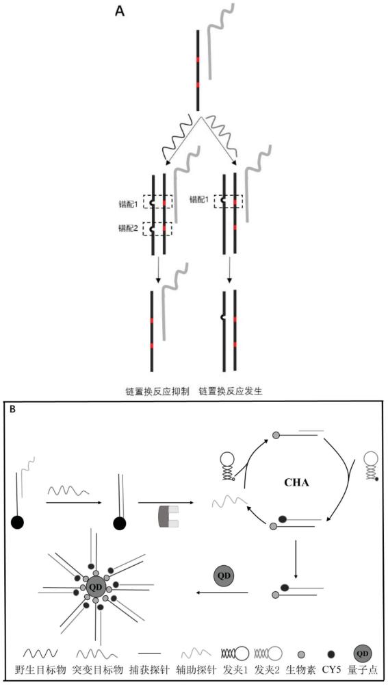 一种检测基因序列中单核苷酸多态性的方法与流程