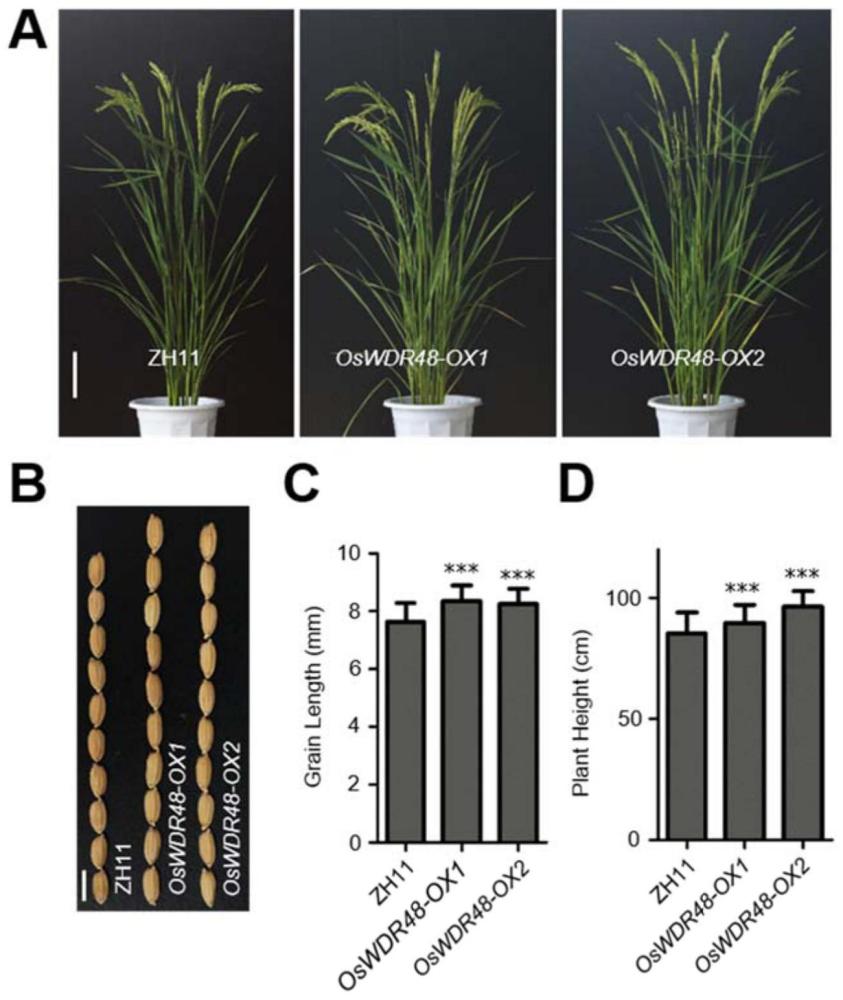 水稻粒长基因OsWDR48及其基因工程应用