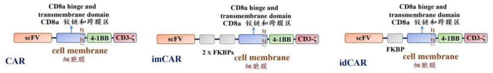 可多聚化的CAR分子及其构建方法和其应用与流程