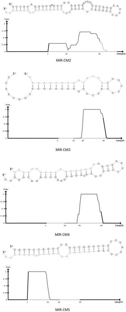 一种裂蹄木层孔菌的miR-CM4及其应用的制作方法