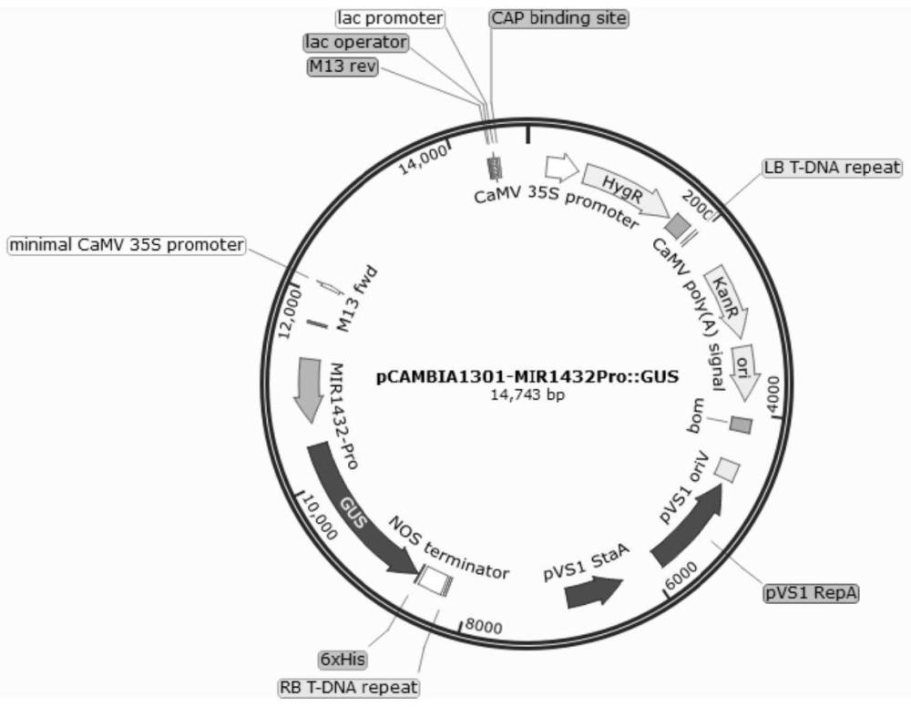 一种诱导启动子MIR1432-Pro基因的应用