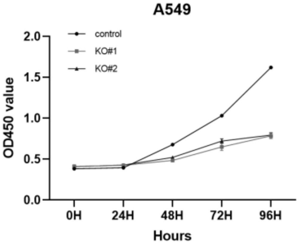 基于CRISPR-Cas9技术特异性靶向敲除IGF2BP1的sgRNA载体设计及其在肺腺癌应用的制作方法