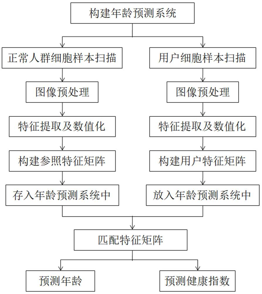 宫颈细胞样本年龄及健康程度预测方法与流程