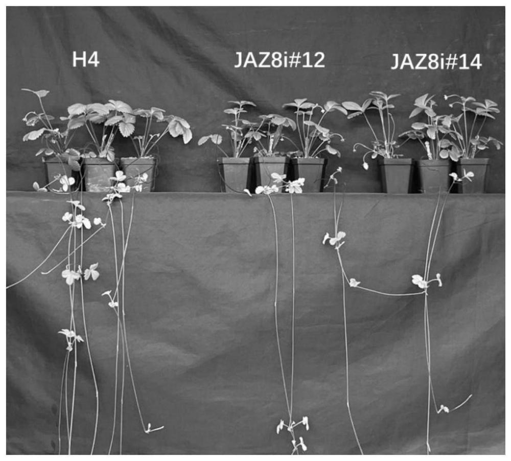 FvJAZ8基因在调控草莓匍匐茎发生中的应用
