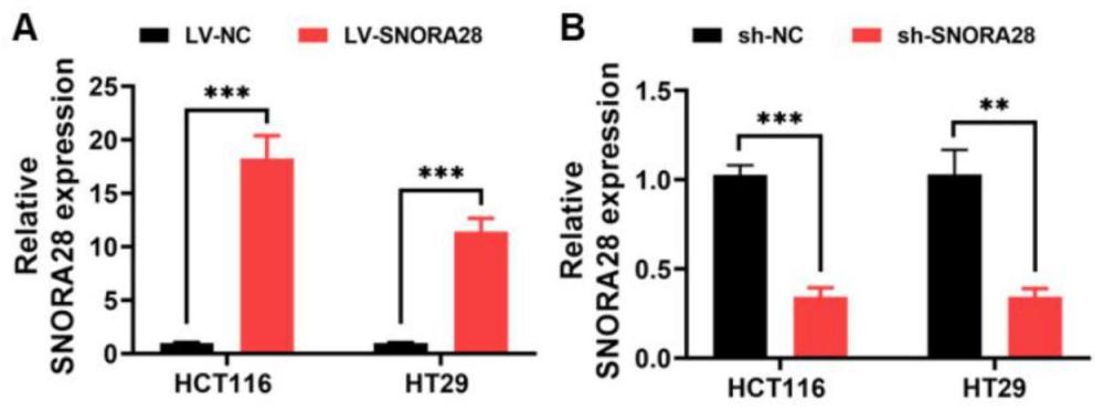 一种SNORA28基因在调节结直肠癌细胞放射抗性中的应用
