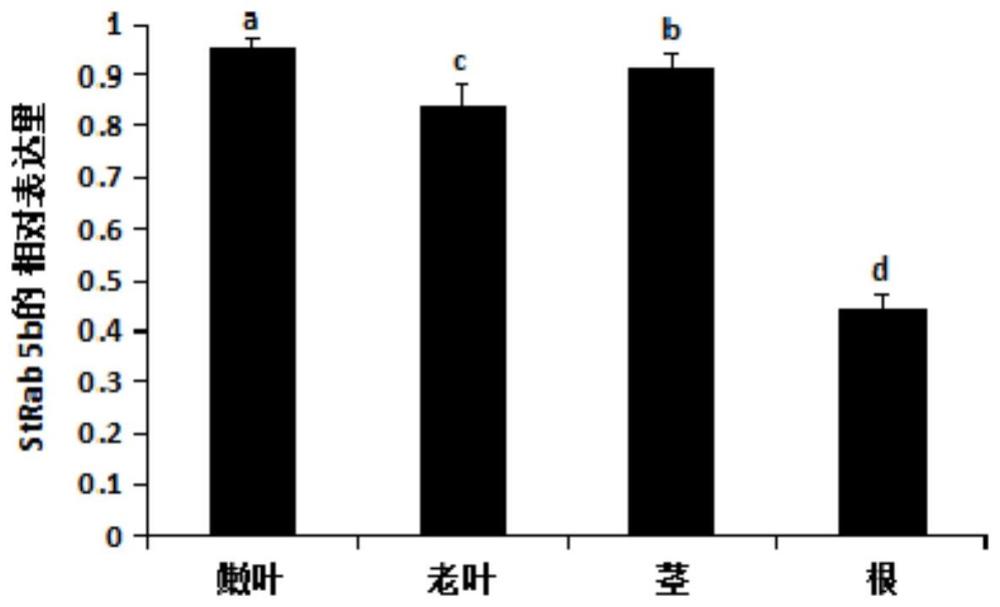 一种马铃薯抗性小G蛋白基因StRab 5b的克隆方法及应用