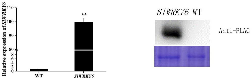 一种促进番茄果实成熟的基因及其调控方法