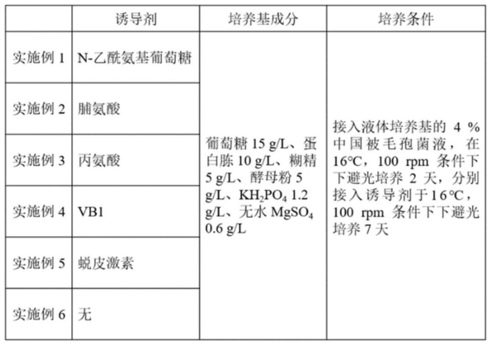 一种提高中国被毛孢菌丝体产量的方法