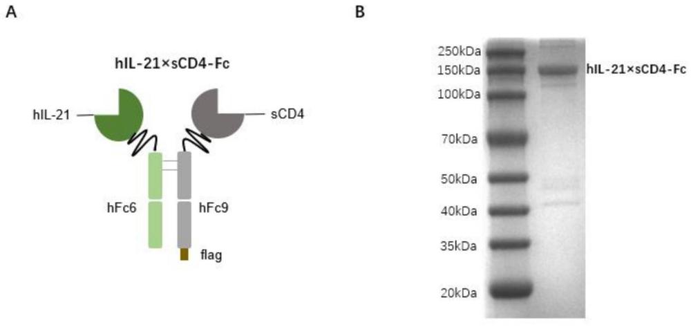 一种IL-21与sCD4及Fc的融合蛋白及其应用