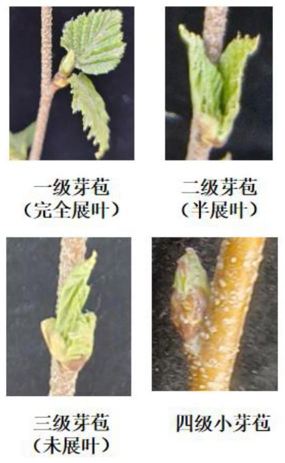 一种促进白桦芽孢春季萌发的方法