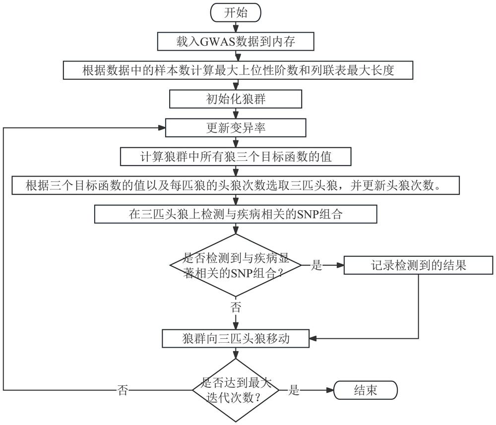 基于GWO算法在GWAS数据上检测与复杂疾病相关SNP组合的方法