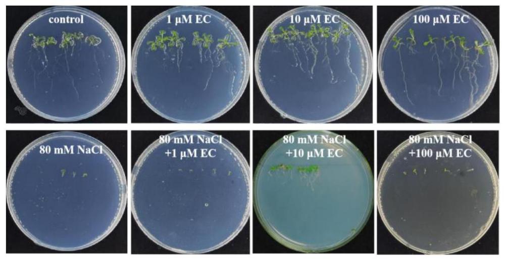 表儿茶素在增强植物盐胁迫抗性中的应用