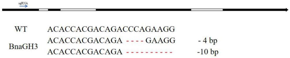 油菜基因BnaGH3及其在油菜菌核病防控中的应用