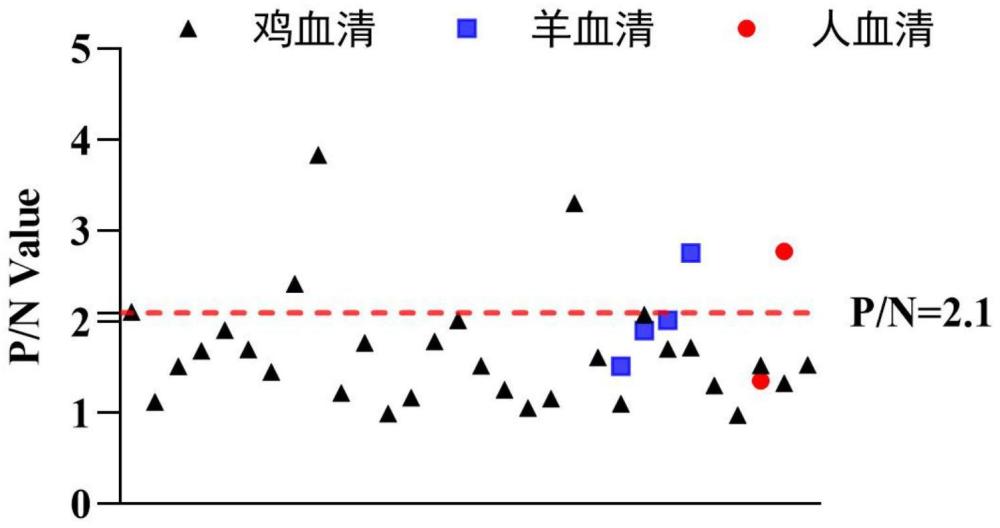 靶向胰腺多肽的纳米抗体、编码序列及其应用的制作方法