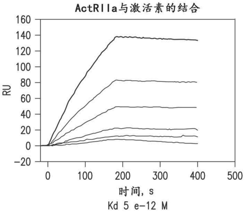 ActRII蛋白及其用途的制作方法