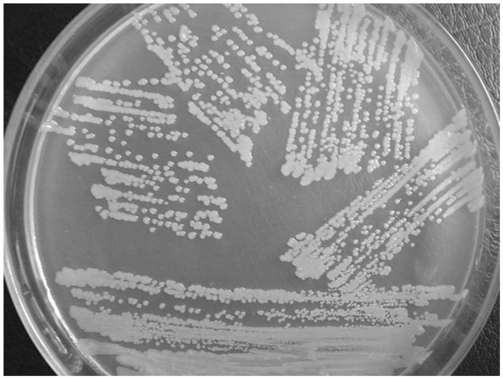 一种巨大芽孢杆菌HY-16及其应用的制作方法
