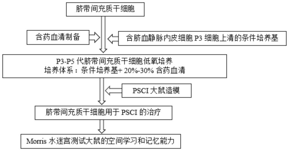 一种脐带间充质干细胞的制备方法及其应用