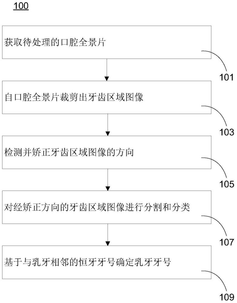 口腔全景片中恒牙和乳牙的分割和牙号确定方法与流程