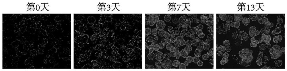 一种基于3D打印的细胞培养鱼肉及其制备方法