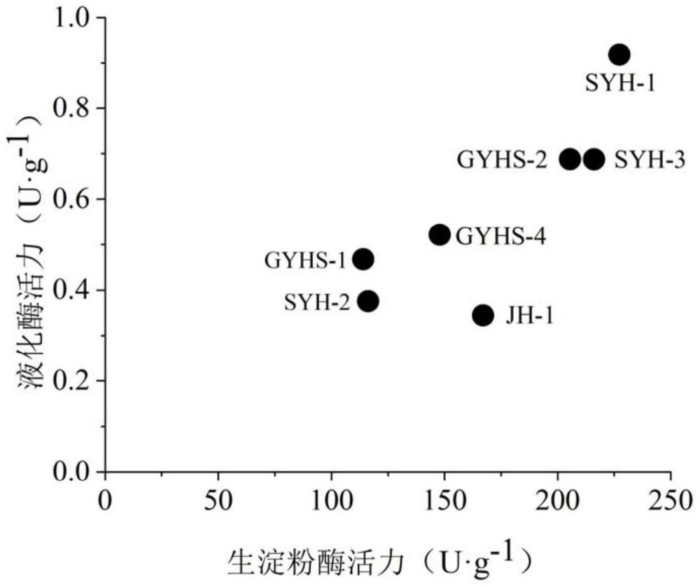 一株高产生淀粉酶菌株的选育及应用