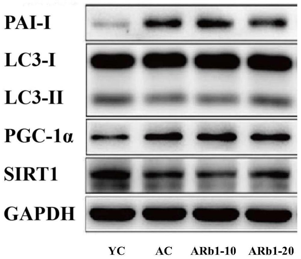 SIRT1/PGC-1α通路激活剂的新用途