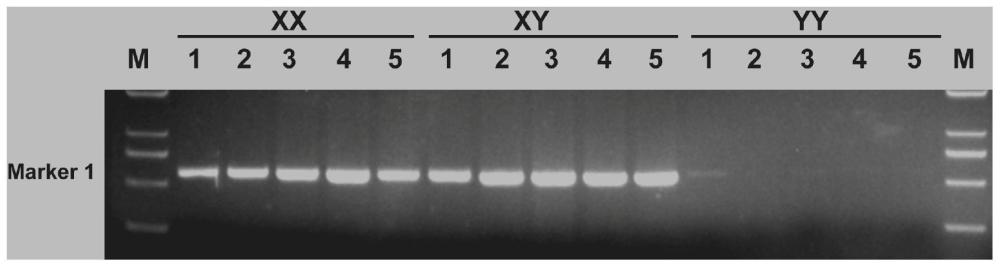 一种白乌鳢X染色体特异的分子标记及其应用