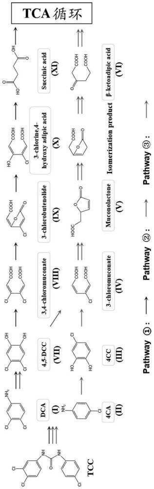 酰胺酶和苯酚羟化酶在降解三氯卡班及其中间产物中的应用