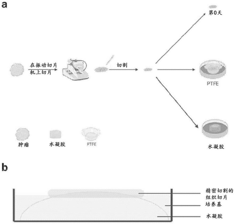 体外或离体组织切片的维持和/或培养