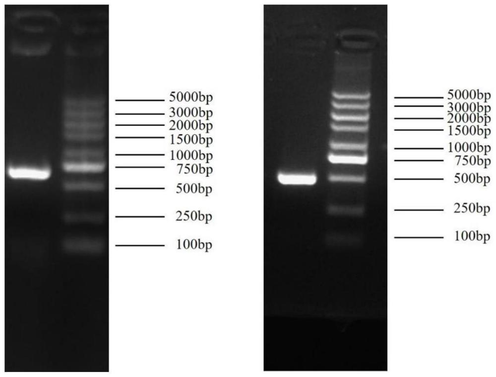 艾叶AaYABBY1基因cDNA及其在提高植物黄酮含量中的应用