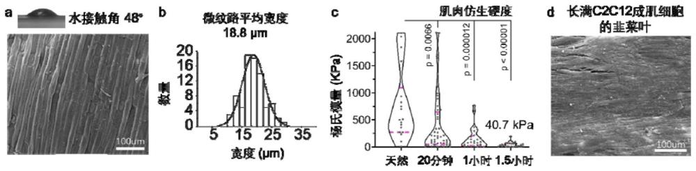 具有天然仿生微结构的细胞培养肉支架及其制备方法