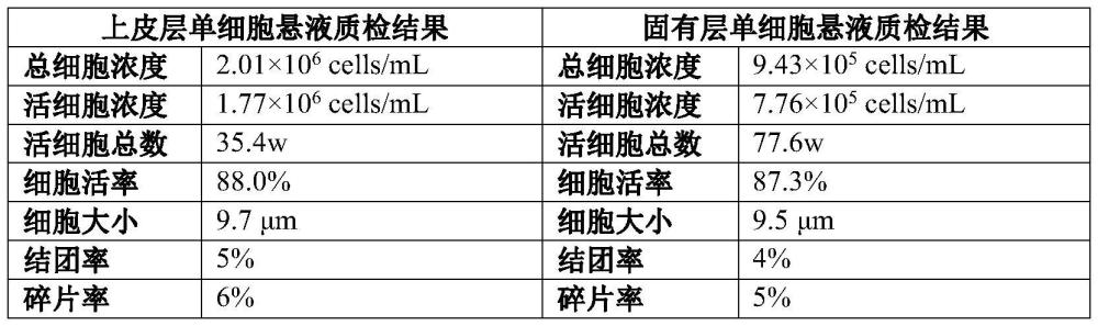 一种肠道样本预处理和两步法制备单细胞悬液的方法及其应用与流程