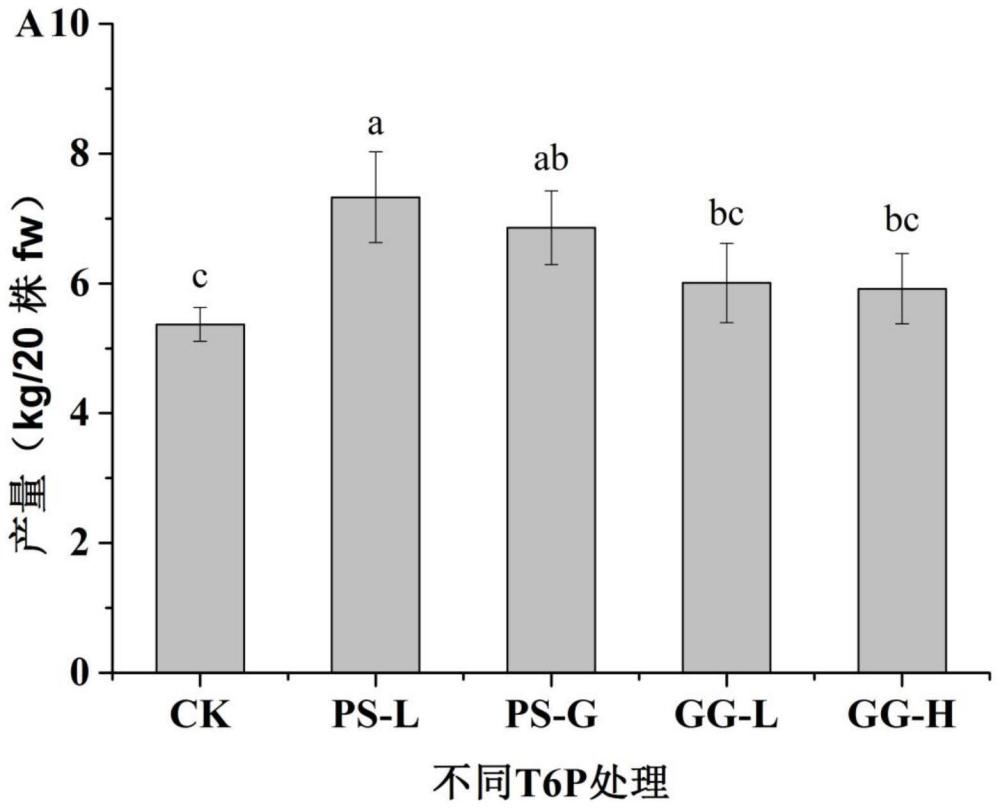6-磷酸海藻糖生物制剂于甘薯种植中的应用