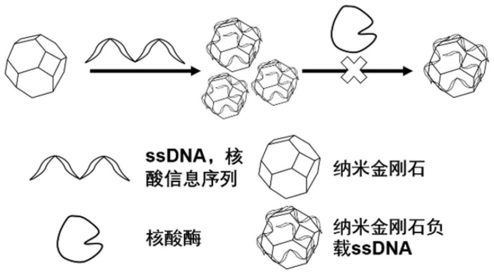 一种DNA信息序列保存方法与流程