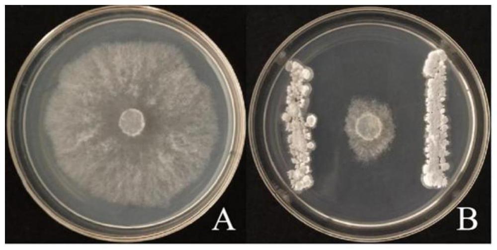 一种拮抗烟草靶斑病病原菌的菌株、生防菌剂及其应用的制作方法