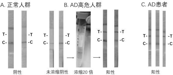 一种人尿AD7c-NTP的胶体金免疫层析快检试剂盒及其制备方法与流程