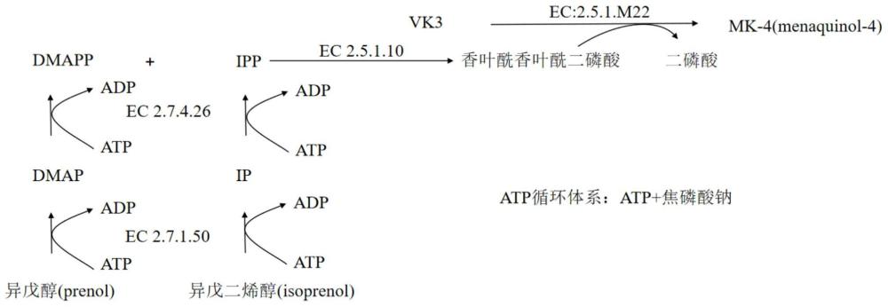 一种维生素MK-4的生物酶法制备工艺的制作方法