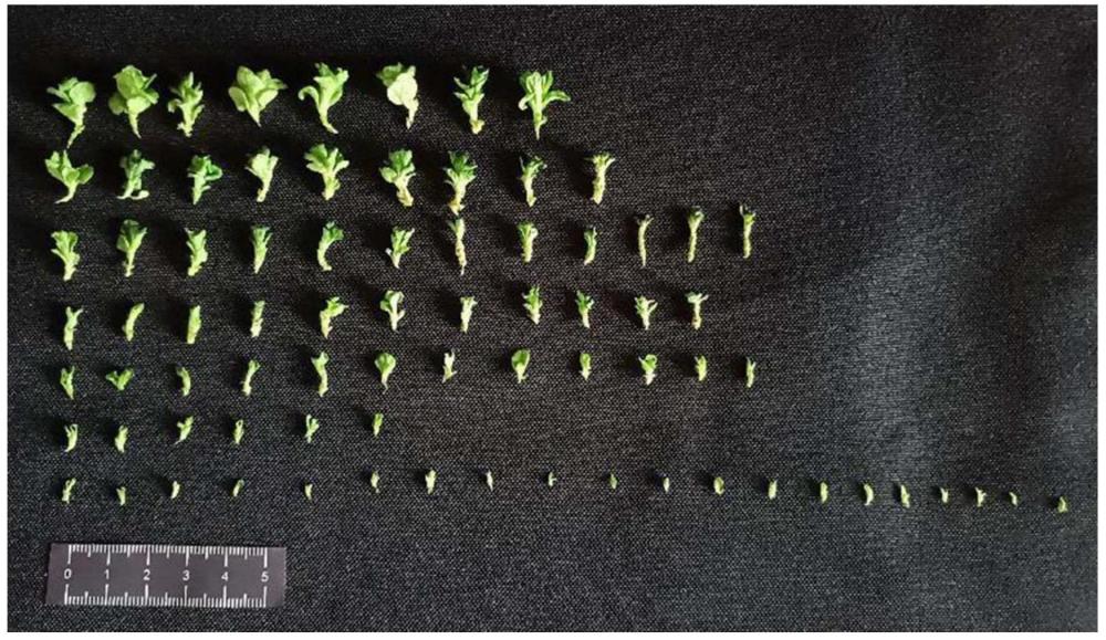 京科喜丰收切花菊组培苗快速繁殖的培养基及方法