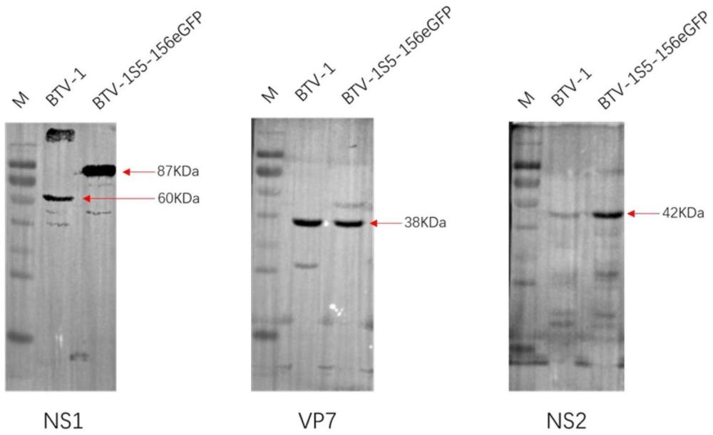 一株用绿色荧光蛋白标记NS1蛋白的重组蓝舌病毒