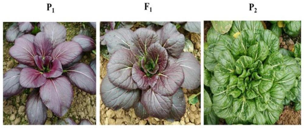 与不结球白菜叶片紫色基因相关的分子标记及其应用