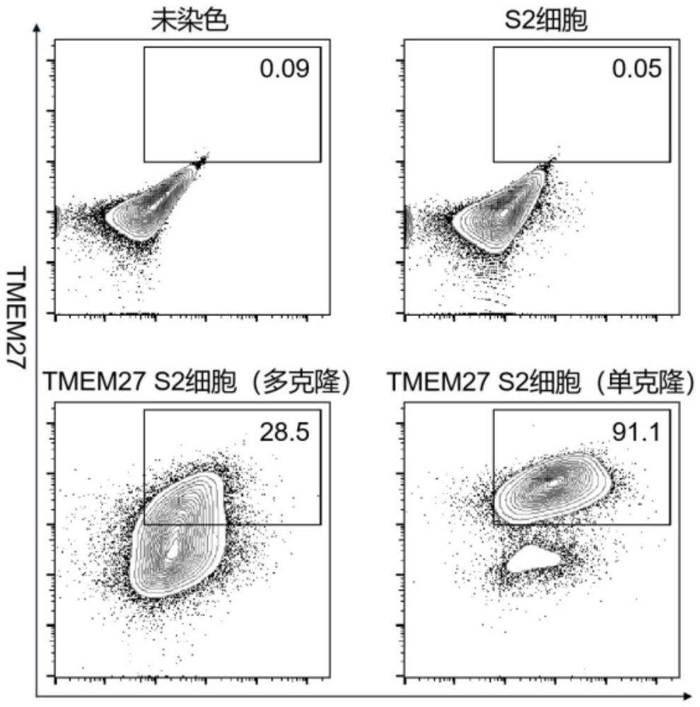 一种TMEM27融合蛋白、全人源单链抗体及其筛选方法和应用与流程