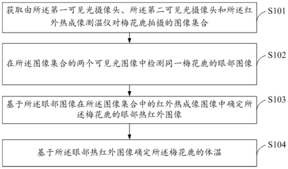 梅花鹿体温测量方法、装置、电子设备及存储介质