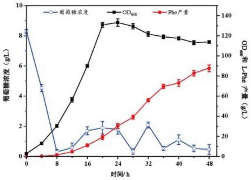 一株高产L-苯丙氨酸的菌株构建及其应用