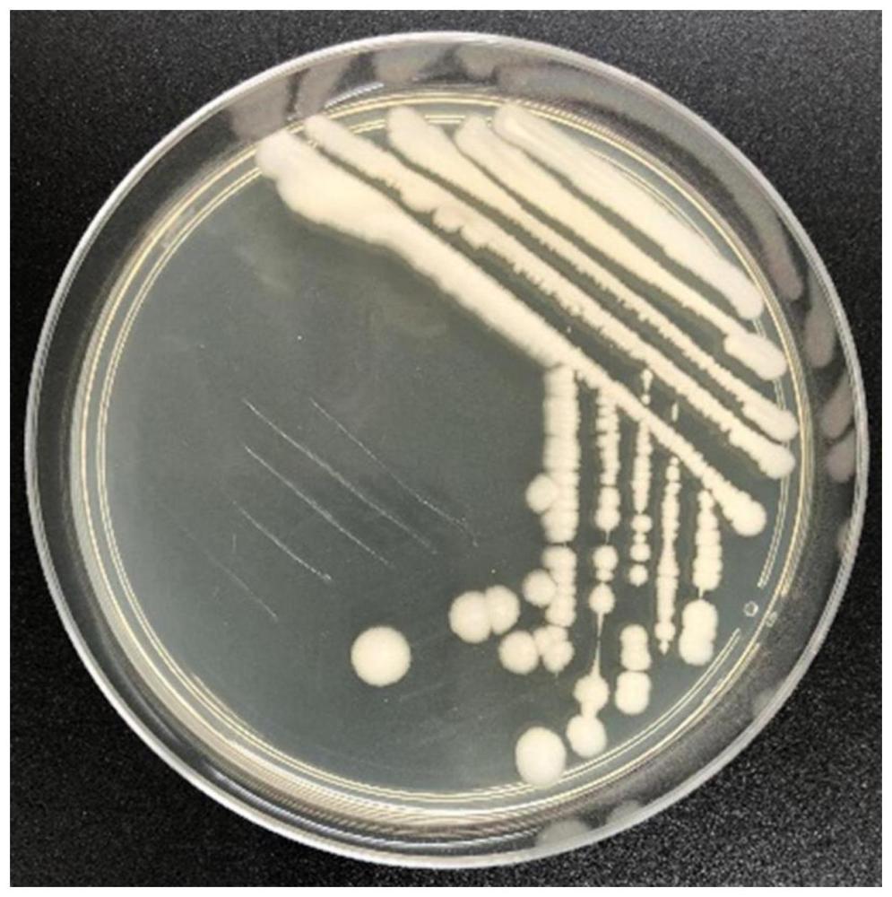 植物内生普里斯特氏菌、利用其制备的微生物菌剂及应用