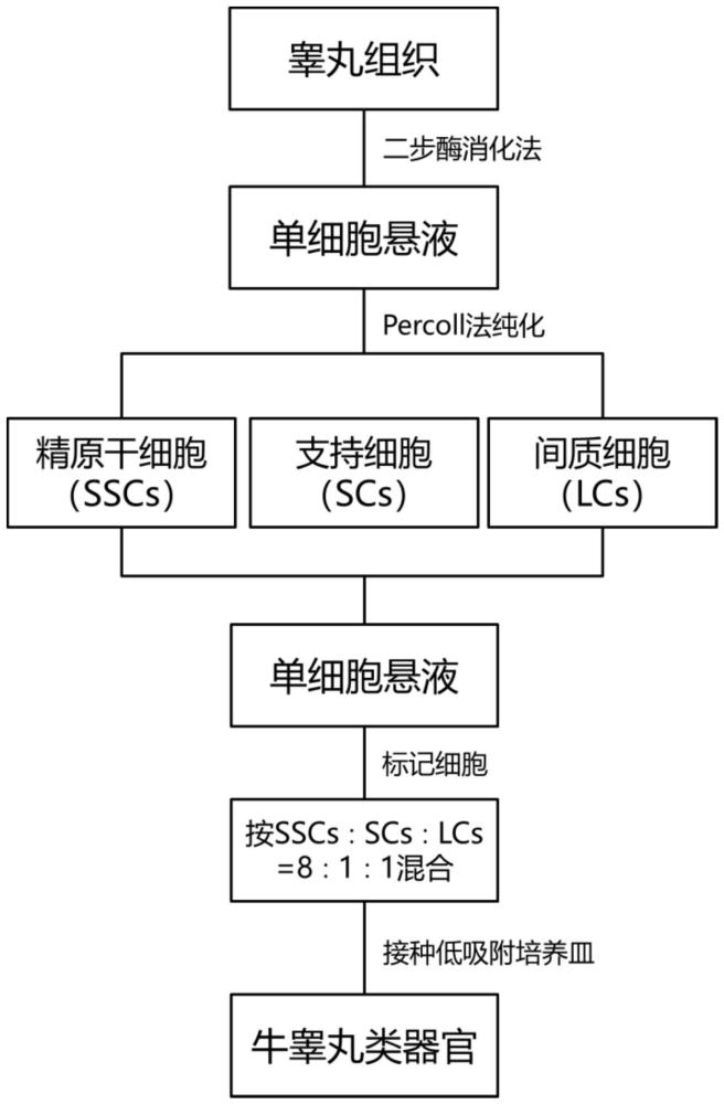 一种牛睾丸类器官的构建方法